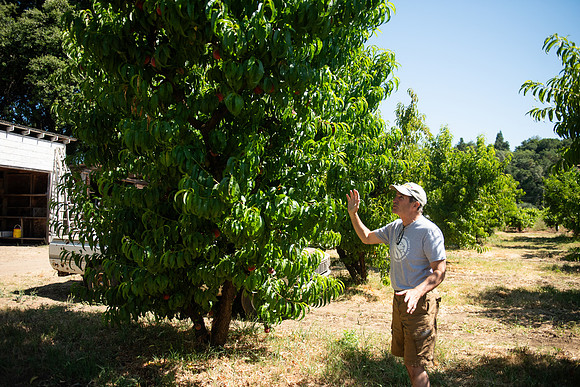 DryCreekPeach_LR_2023_07