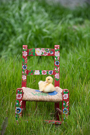BabyDucks_LR_2023_02