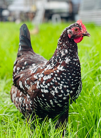 Chickens_LR_2023_03