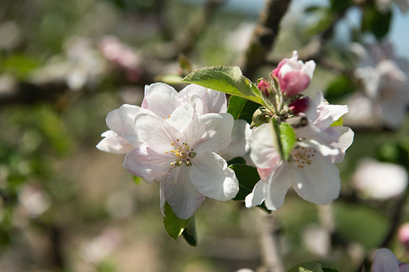 GoldridgeFarm_April2024_LR_056