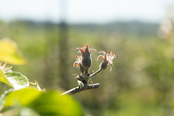 GoldridgeFarm_April2024_LR_079