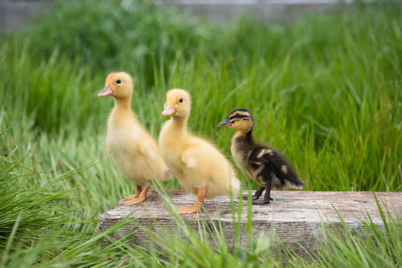BabyDucks_LR_2023_05