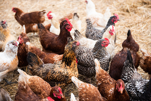 Chickens_LR_2023_02