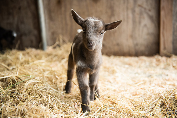 BabyGoats_LR_2023_11