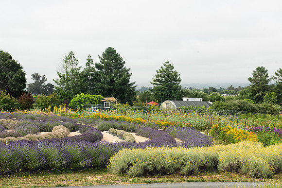 BeesnBlooms_LR_2023_07