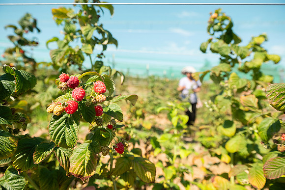 BoringFarms_18