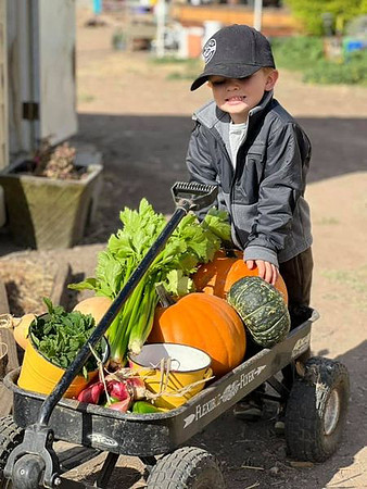 Harvest061