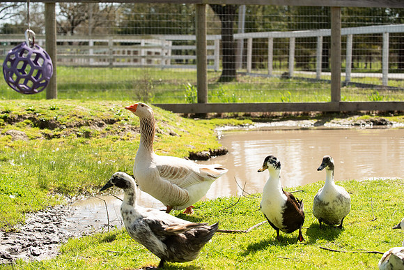 DucksGeese_LR_2023_07