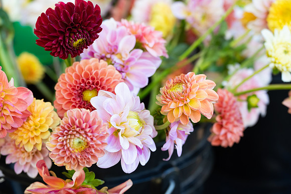 FullBloom2024_013