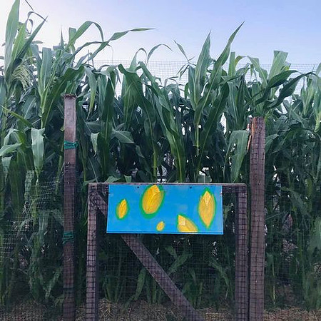 Harvest002