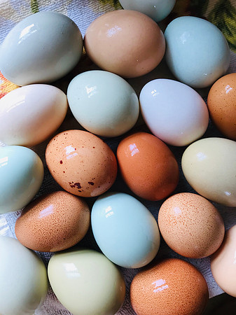 Eggs_LR_2023_5