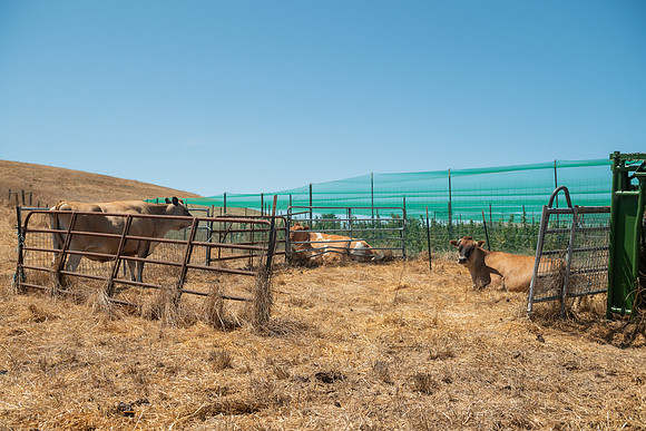 BoringFarms_62