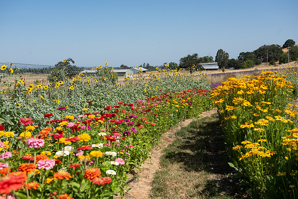 BeesnBlooms_LR_2023_63