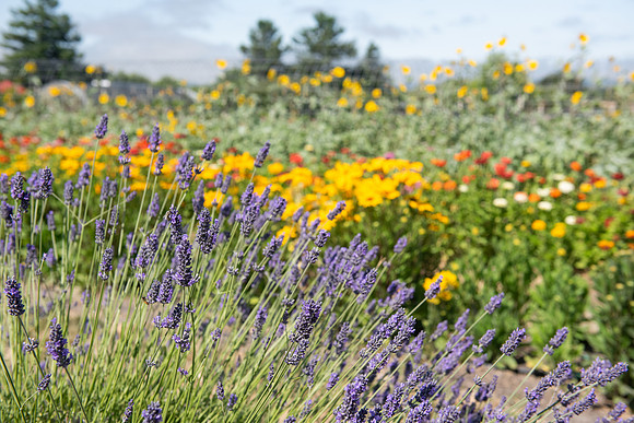BeesnBlooms_LR_2023_73