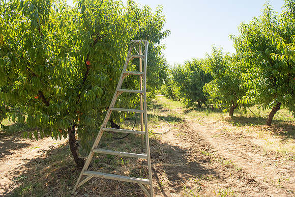DryCreekPeach_LR_2023_37