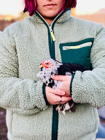 Chickens_LR_2023_15