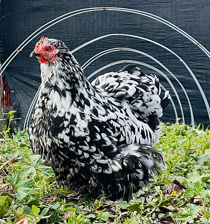 Chickens_LR_2023_07