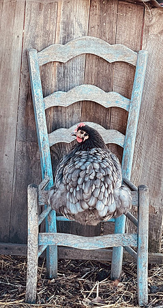 Chickens_LR_2023_09 copy