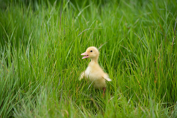 BabyDucks_LR_2023_03