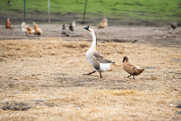 DucksGeese_LR_2023_10