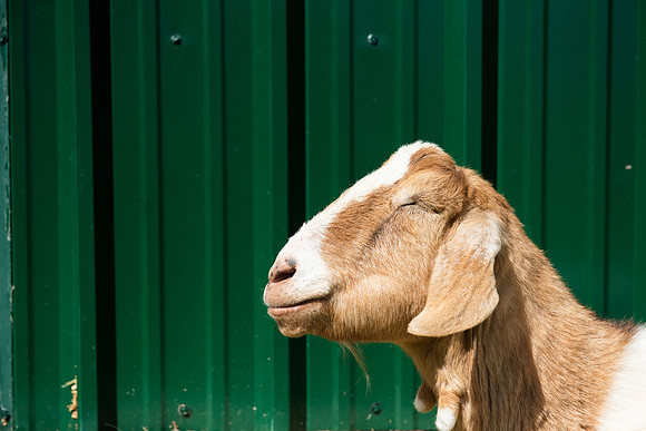 Goats_LR_2023_19