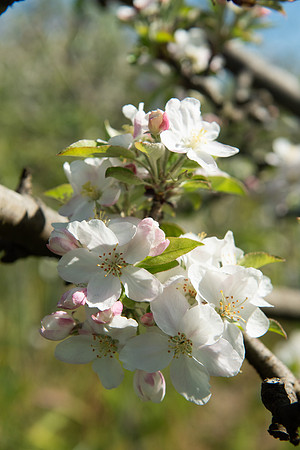 GoldridgeFarm_April2024_LR_090