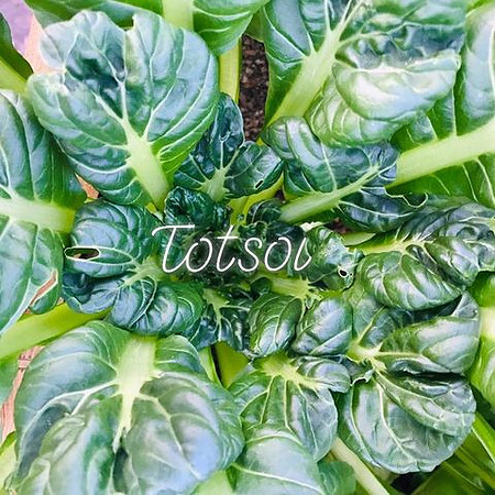 Harvest007