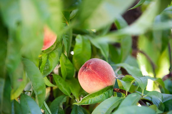 DryCreekPeach_LR_2023_03
